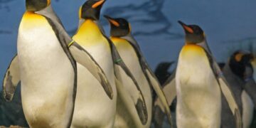 A talk in Wokingham will look at the ways in which penguins capture our attention. Picture: Marcel Langthim via Pixabay