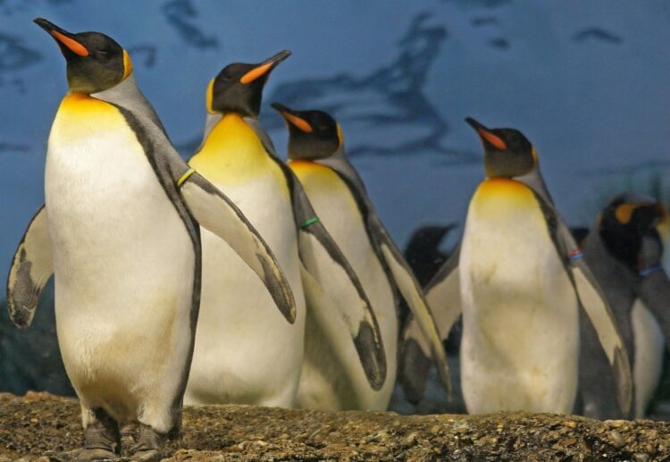 A talk in Wokingham will look at the ways in which penguins capture our attention. Picture: Marcel Langthim via Pixabay