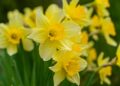 Daffodils Picture: Erika Varga from Pixabay