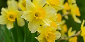 Daffodils Picture: Erika Varga from Pixabay
