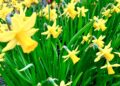 Wokingham Horticultural Association's Spring Show will celebrate the arrival of spring. Picture: Emma Merchant