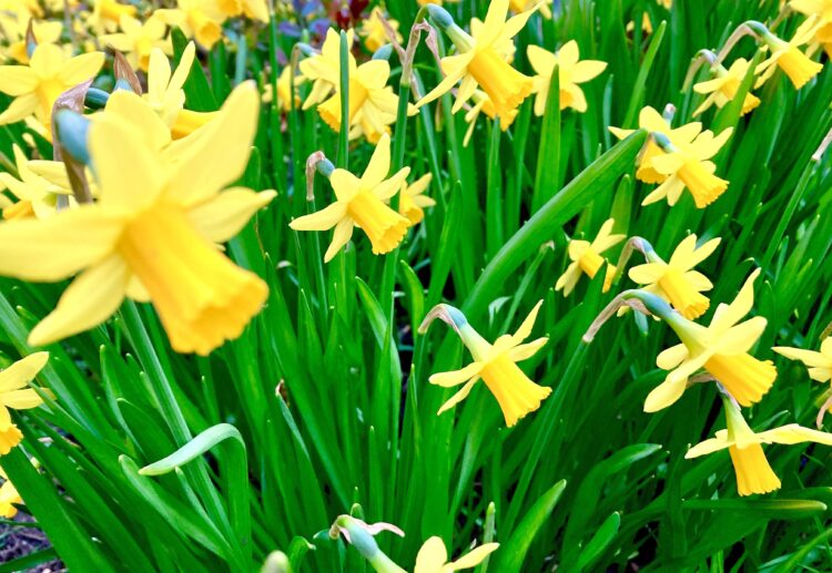 Wokingham Horticultural Association's Spring Show will celebrate the arrival of spring. Picture: Emma Merchant