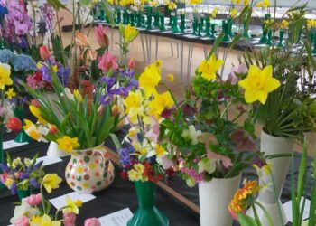 Members of California Gardeners Club filled the Ratepayers Hall will their spring flowers at the weekend. Pictures: CGC