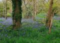 Bulmershe Bluebell woods