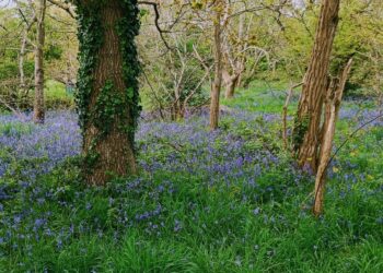 Bulmershe Bluebell woods