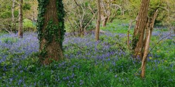 Bulmershe Bluebell woods