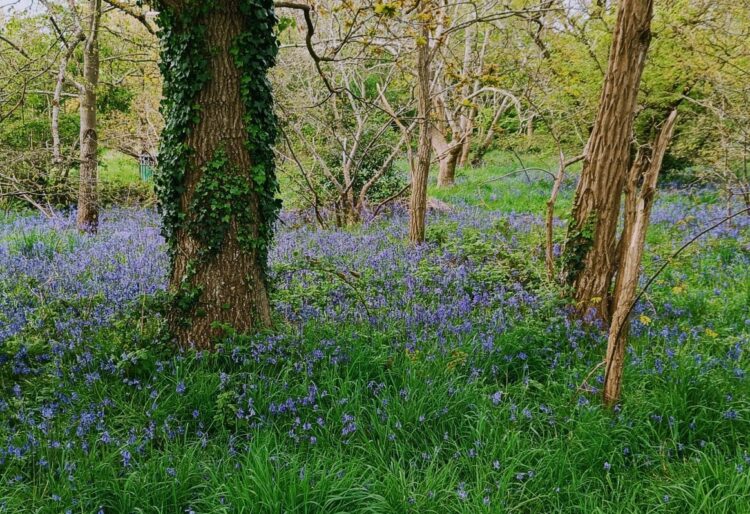 Bulmershe Bluebell woods