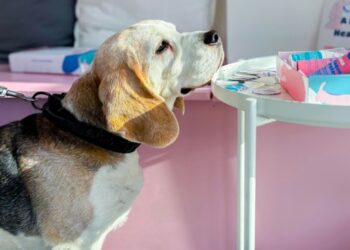 Wokingham has a revolutionary new dental veterinary practice, Luna the Dental Vets. Picture: Luna