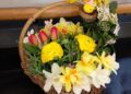 California Gardeners Club's Spring Show enjoyed a record number of entries this year. Picture: CGC