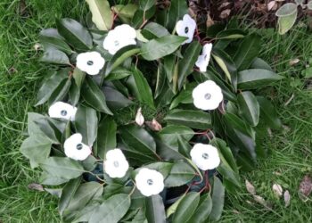 White poppies for peace.
