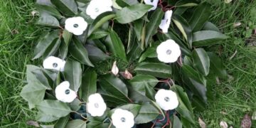 White poppies for peace.