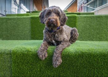 Pic: MIL Pet Photography.