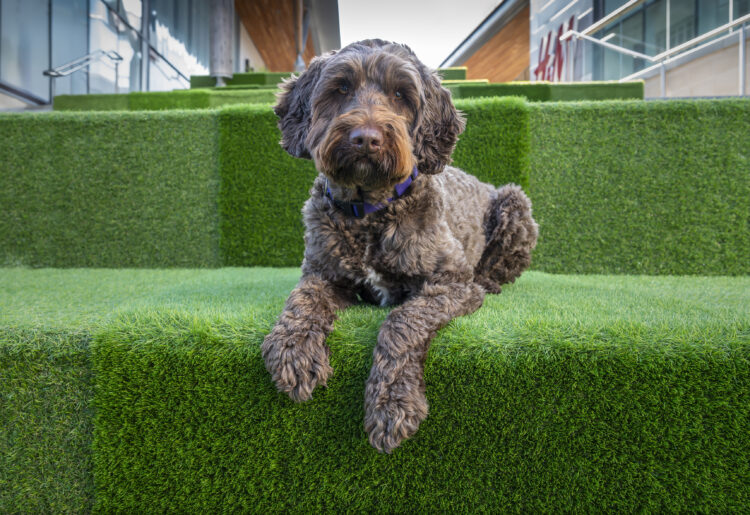 Pic: MIL Pet Photography.