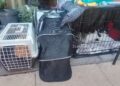 The four cats of Kim Gardner, who has been evicted from her flat in Hamlet Street, Bracknell, managed by the Housing Solutions social housing association. Credit: Liam Musgrove