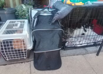 The four cats of Kim Gardner, who has been evicted from her flat in Hamlet Street, Bracknell, managed by the Housing Solutions social housing association. Credit: Liam Musgrove