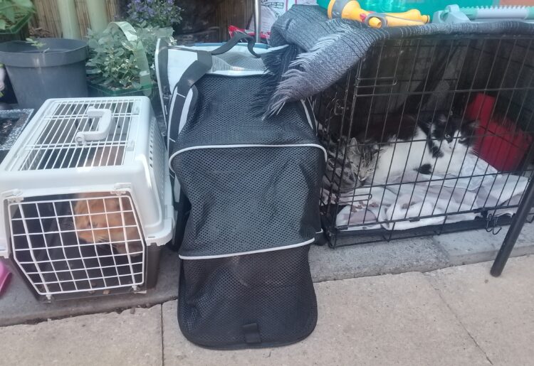 The four cats of Kim Gardner, who has been evicted from her flat in Hamlet Street, Bracknell, managed by the Housing Solutions social housing association. Credit: Liam Musgrove