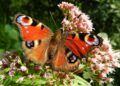 Butterfly Conservation wants to crown the nation?s best-loved butterfly, and asks people to vote. Picture: Galadrim via Pixabay