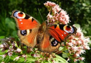 Butterfly Conservation wants to crown the nation?s best-loved butterfly, and asks people to vote. Picture: Galadrim via Pixabay
