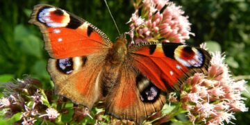Butterfly Conservation wants to crown the nation?s best-loved butterfly, and asks people to vote. Picture: Galadrim via Pixabay