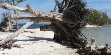 What books would keep you going, marooned on a desert island? Picture: Hoobychubes via Pixabay