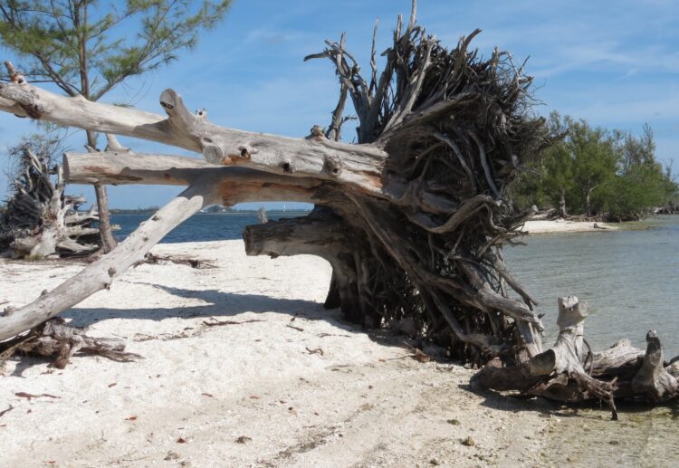 What books would keep you going, marooned on a desert island? Picture: Hoobychubes via Pixabay