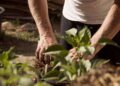Thrive seeks green fingered volunteers to help with its therapeutic gardening programmes. Picture: Delynn Talley via Pixabay