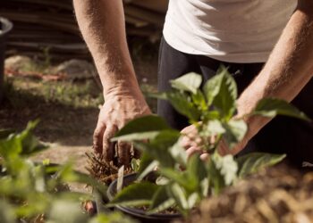 Thrive seeks green fingered volunteers to help with its therapeutic gardening programmes. Picture: Delynn Talley via Pixabay