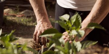 Thrive seeks green fingered volunteers to help with its therapeutic gardening programmes. Picture: Delynn Talley via Pixabay