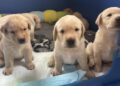 Ulanda's litter. Picture: Guide Dogs