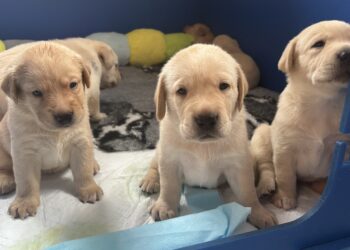 Ulanda's litter. Picture: Guide Dogs