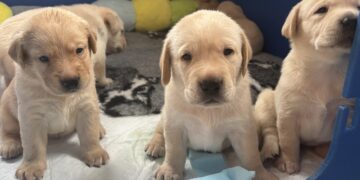 Ulanda's litter. Picture: Guide Dogs