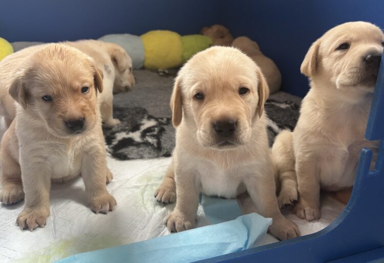 Ulanda's litter. Picture: Guide Dogs