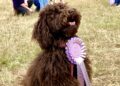 Last year's puppy winner. Picture: Emma Merchant