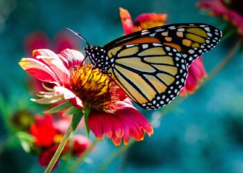 DEBRA supports people living with EB, or butterfly skin. The organisation has been awarde Gold CSR accreditation. Picture: ElinaElena via Pixabay
