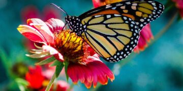 DEBRA supports people living with EB, or butterfly skin. The organisation has been awarde Gold CSR accreditation. Picture: ElinaElena via Pixabay
