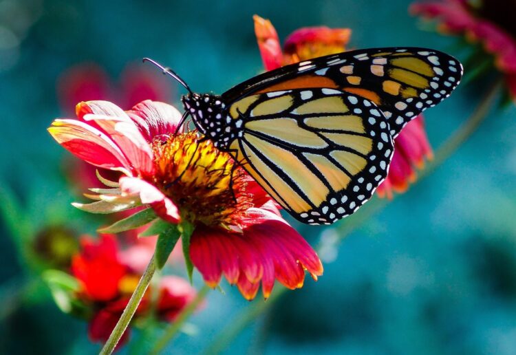 DEBRA supports people living with EB, or butterfly skin. The organisation has been awarde Gold CSR accreditation. Picture: ElinaElena via Pixabay