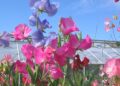 Learn how to grow gorgeous sweet peas at California Gardening Club's July meeting. Picture: Lena Svensson via Pixabay