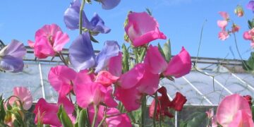 Learn how to grow gorgeous sweet peas at California Gardening Club's July meeting. Picture: Lena Svensson via Pixabay