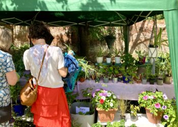 WADE's Summer Fayre was a sunny delight. Picture: Emma Merchant