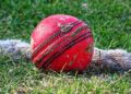 Cricket Picture: Wikimedia Commons