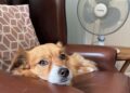 It's important to keep dogs cool in high temperatures, says the RSPCA. Picture: RSPCA