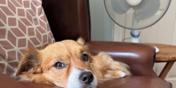 It's important to keep dogs cool in high temperatures, says the RSPCA. Picture: RSPCA