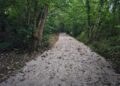 Footpath 33 running through Fleet Copse south of Finchampstead Village