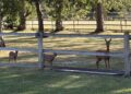 Deer on field expected to be built on (c) Avril Haubrich - Mushroom Castle resident