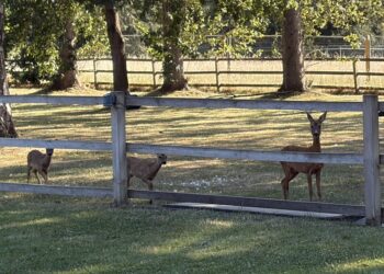 Deer on field expected to be built on (c) Avril Haubrich - Mushroom Castle resident