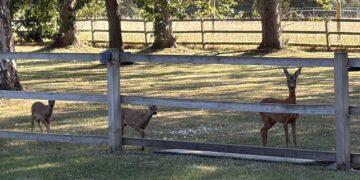 Deer on field expected to be built on (c) Avril Haubrich - Mushroom Castle resident