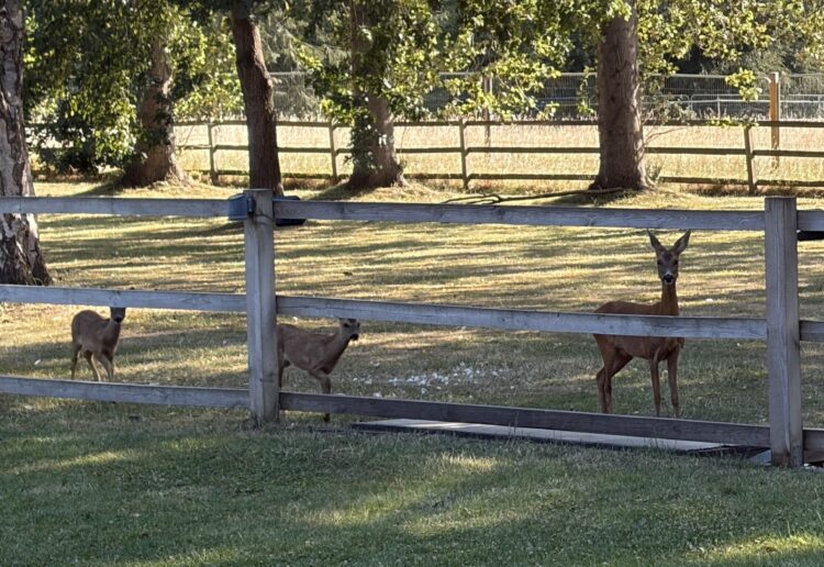Deer on field expected to be built on (c) Avril Haubrich - Mushroom Castle resident