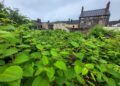 If left unmanaged, knotweed can cause significant damage to buildings.