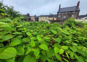 If left unmanaged, knotweed can cause significant damage to buildings.