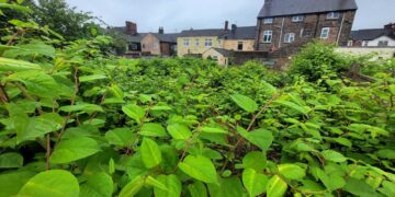 If left unmanaged, knotweed can cause significant damage to buildings.